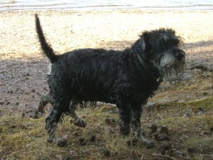 sommaren-2008-018 sommaren-2008-018