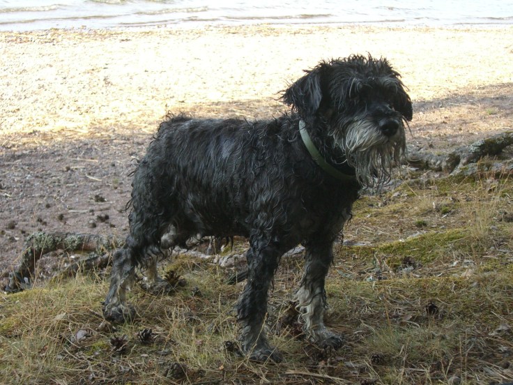 sommaren-2008-0191 sommaren-2008-0191