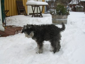 vinter-2008-mikaels-bilder-005